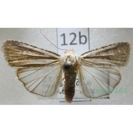 Spodoptera exigua (Hübner, 1808) Croatia12b